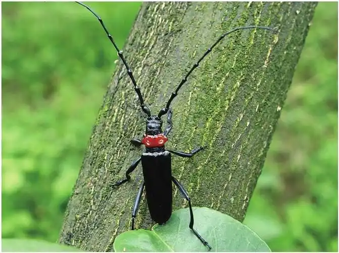 桃红颈天牛有怎样的形态特征?