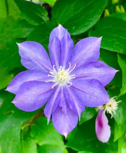 铁线莲 摄于2019.04.29杭州钱王祠花展