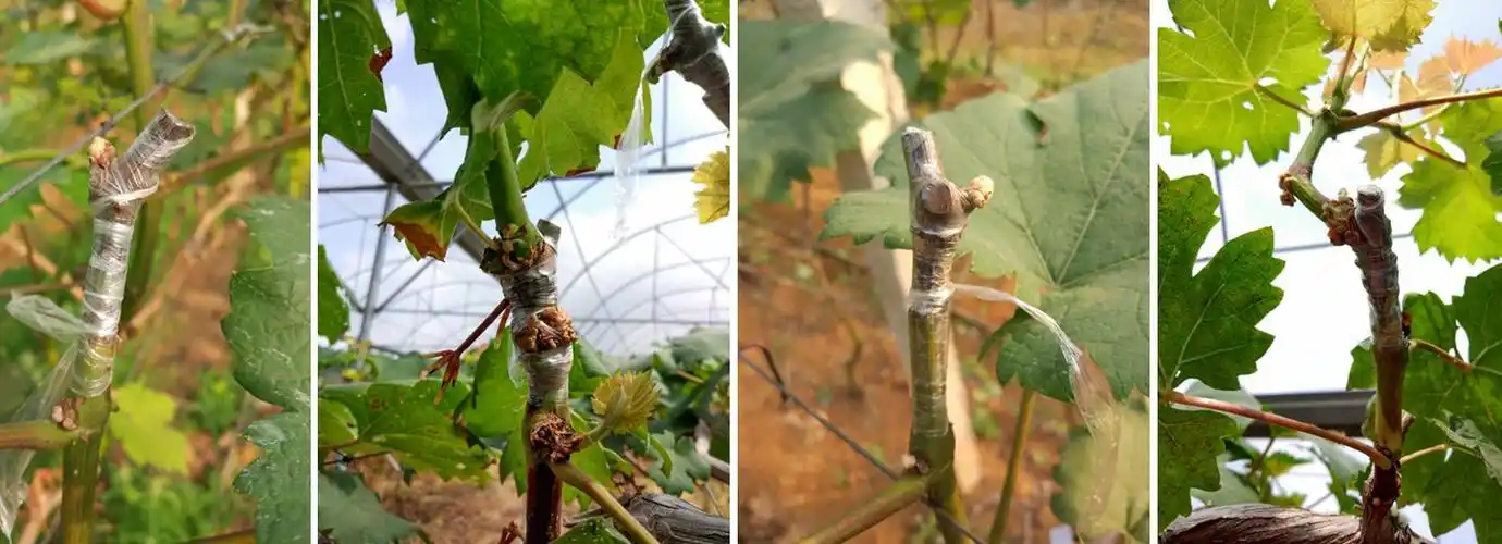 葡萄硬枝接绿枝嫁接技术