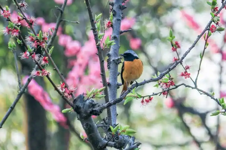 春天的梅花与喜鹊