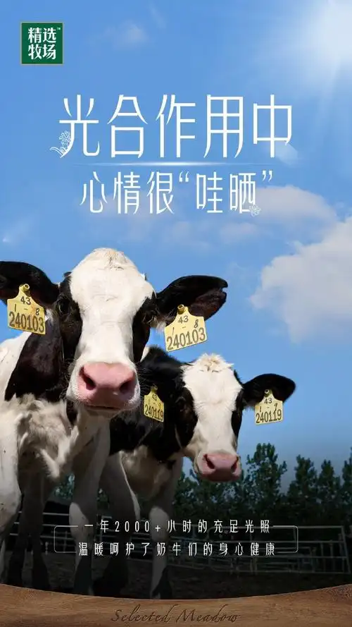 精选牧场的奶牛们又在晒日光浴啦～7715爱晒太阳的牛牛营养不会太