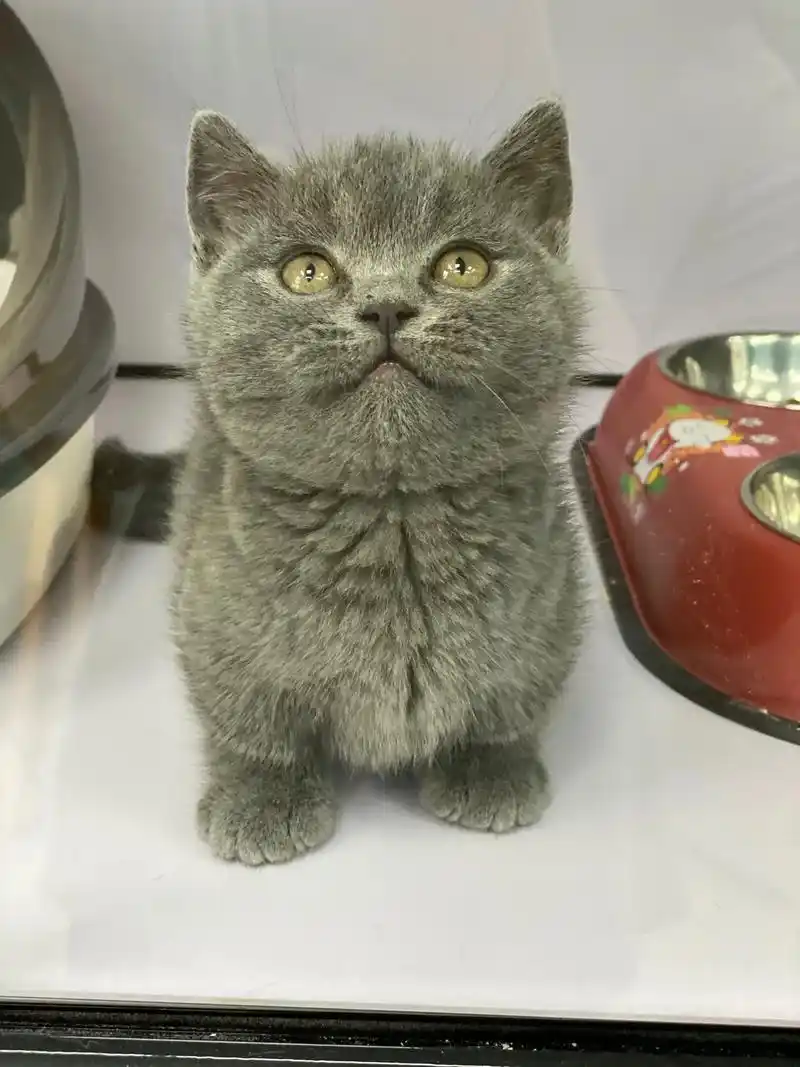 炒鸡可可爱爱的大包子脸矮脚蓝猫