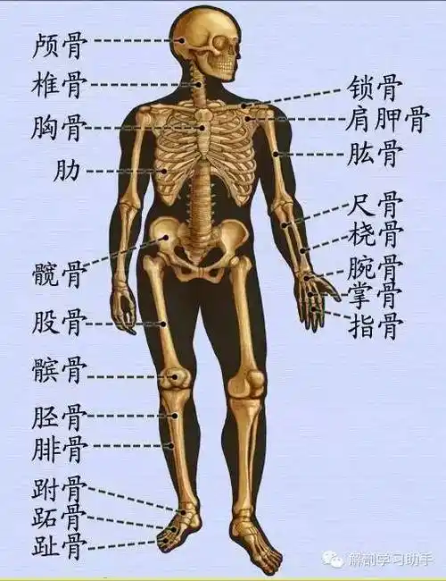 实用人体解剖歌诀果断收藏
