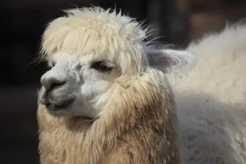 一头,阴影,朦胧,模糊,光线,影子,黄色,阳光,动物,站着,可爱,活泼,羊驼