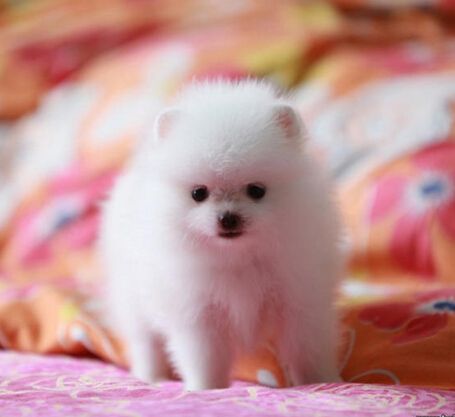 博美纯白色纯种茶杯日本俊介袖珍球体幼犬1gg狗狗