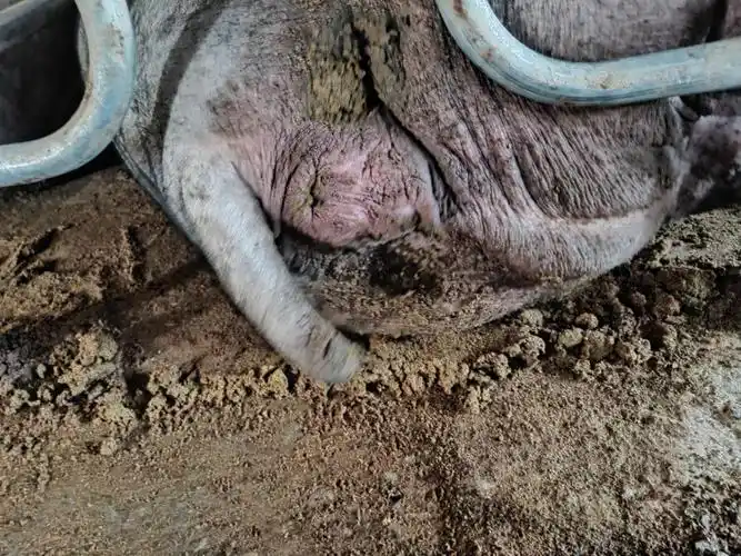 母猪配上种25天了,为什么水门还有点红,而且也还没怎么收缩,确定配上