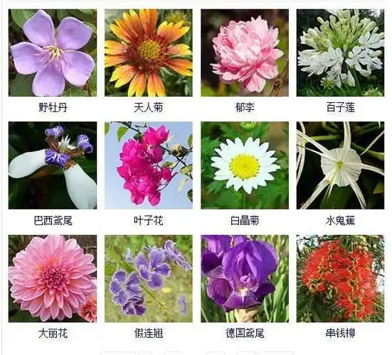 花友们都想拥有的432种常见花名大全可以自己打造一个花园