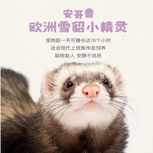 玫斯安哥鲁宠物雪貂安格鲁幼崽貂活物体小型宠物好养稀有 安哥鲁雪貂
