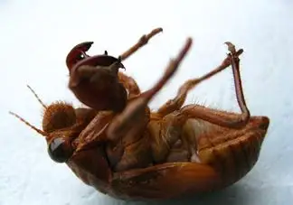 孕妇吃幼蝉猴有什么好处