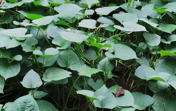 红薯生长的最适温度是多少度? - 农业种植网