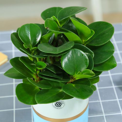 青叶碧玉盆栽绿植豆瓣净化空气四季常青小家碧玉桌面绿植