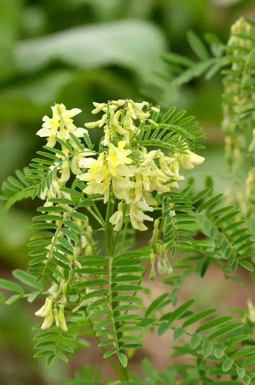 class="ref" data-ctrid="tyci65lf8sxh">豆科黄芪属植物