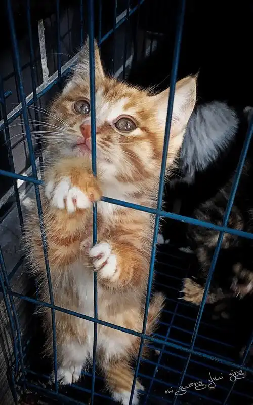 笼中小猫