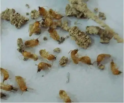 汕头快速灭治白蚁,穿山甲竭诚为您服务!