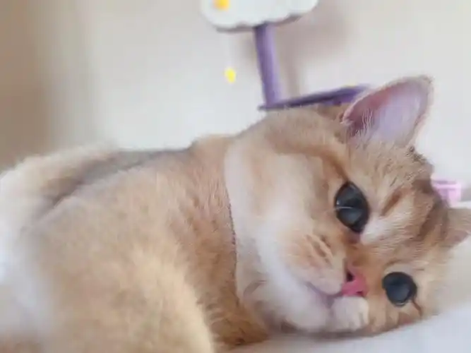 撒娇娇谁能拒绝一只打滚儿小猫咪呀