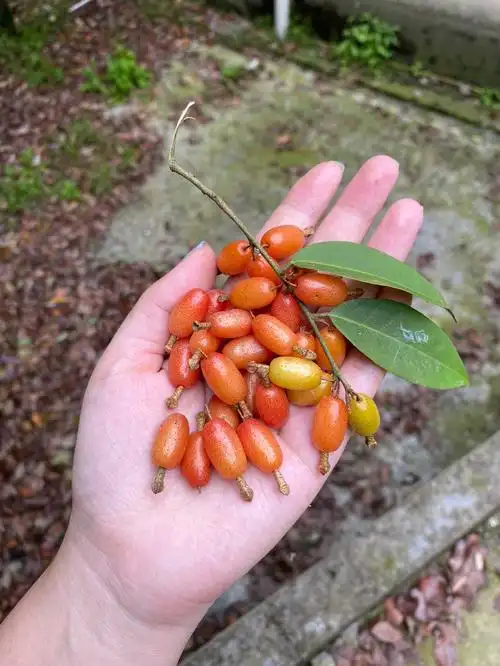 家里种的野果果