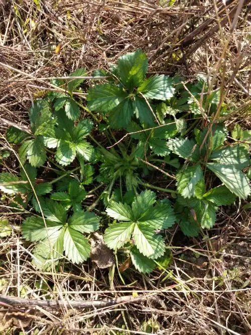 野生蛇含草中药材新鲜五皮风苗蛇含委陵菜紫背龙牙五匹风--爱鉴花