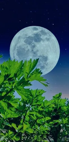 一轮明月天上挂