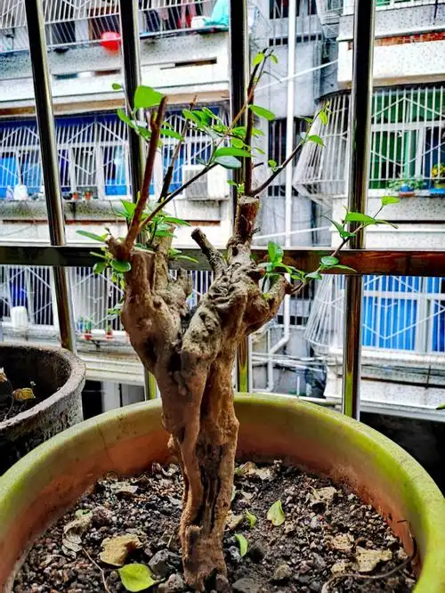 花草集之死皮赖脸终得偿所愿一博兰树墩