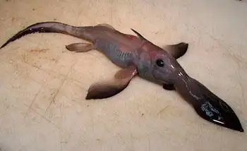 深海有什么鲨鱼品种