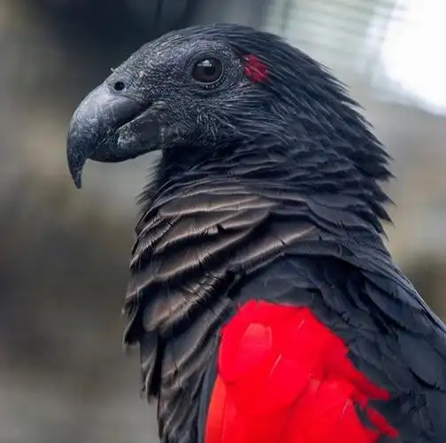 然而,鹦鹉的世界远比你想象得要多样化.