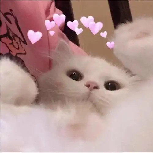 猫咪头像‖傲娇小可爱,谁又会不喜欢你呢?
