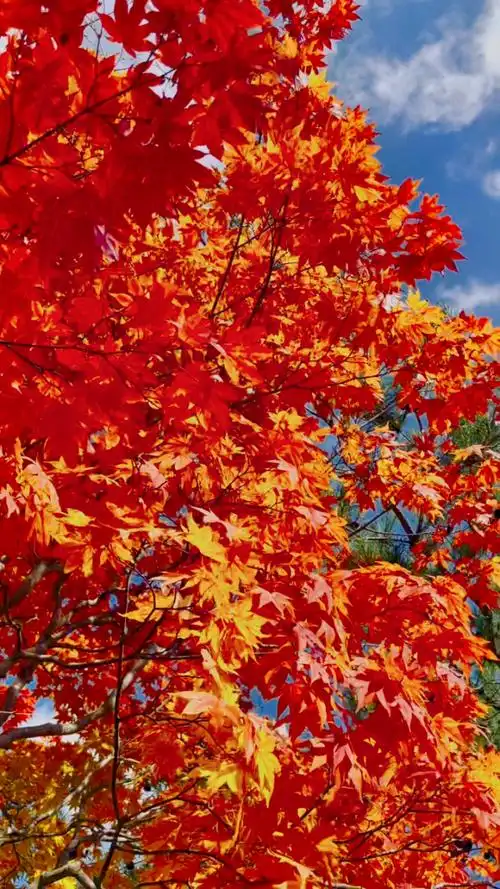 枫叶飘飘枫叶红93