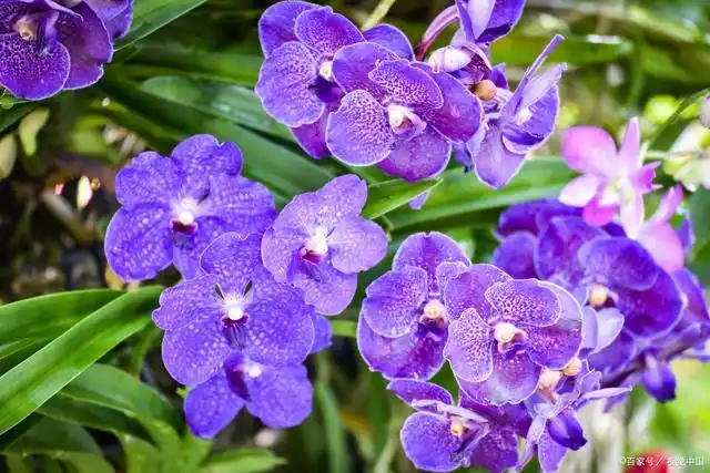 带你认识 32 种紫色花材