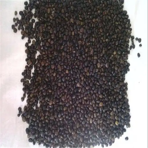 黄花菜种子2020工程苗价格 博伦种业 黄花苜蓿种子种植基地图片