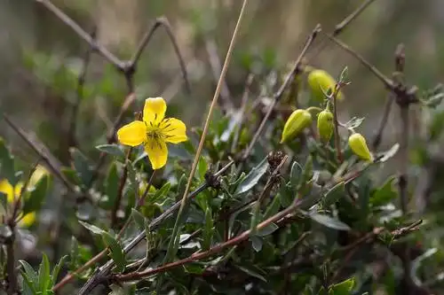 飘风道人的相册-北方草原山地野花 - (八,九月)