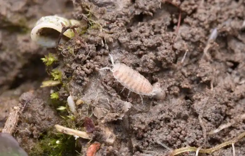 冬日里的小动物——part1:土壤_sp