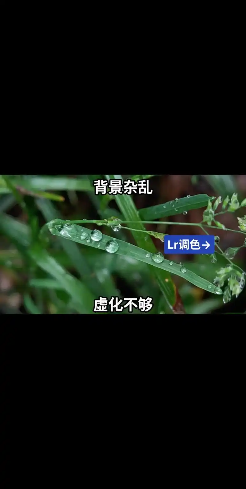 lr调色背景虚化.照片为手机随手拍摄,后期使用lightro - 抖音