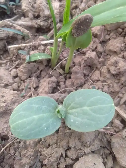 戴帽出土的幼苗