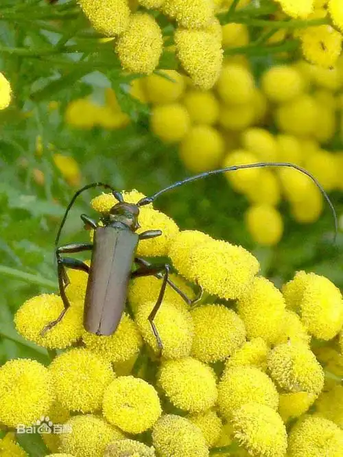 移殖管氏肿腿蜂防治青杨天牛试验