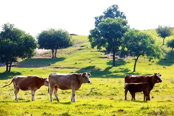 坝上草原————牛羊成群