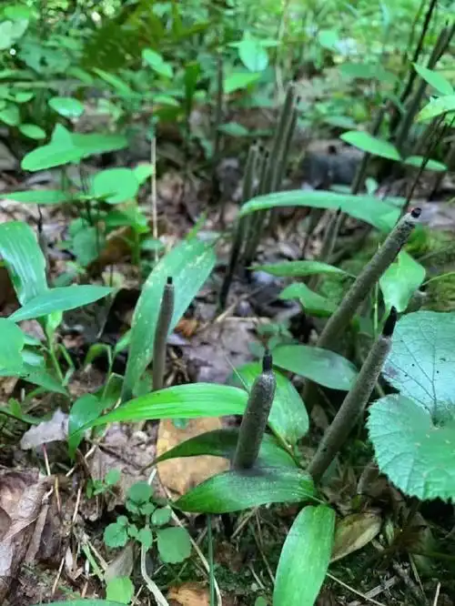 野生乌灵参,国宝级药材有调节免疫力,抗疲劳,抗衰老