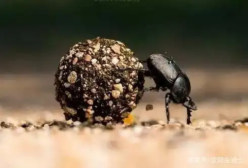 推粪球的屎壳郎