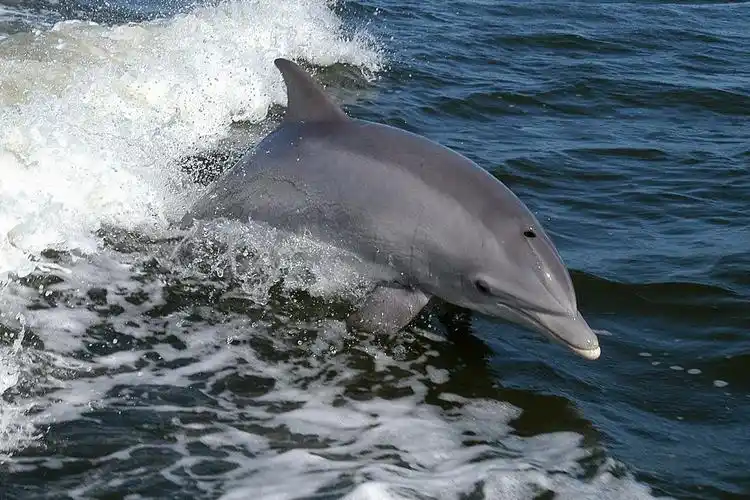 瓶鼻海豚