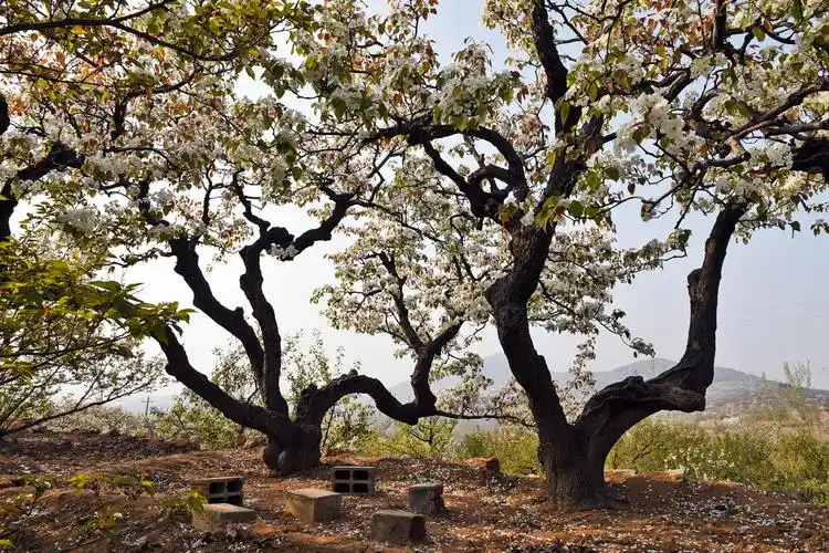 梨花开