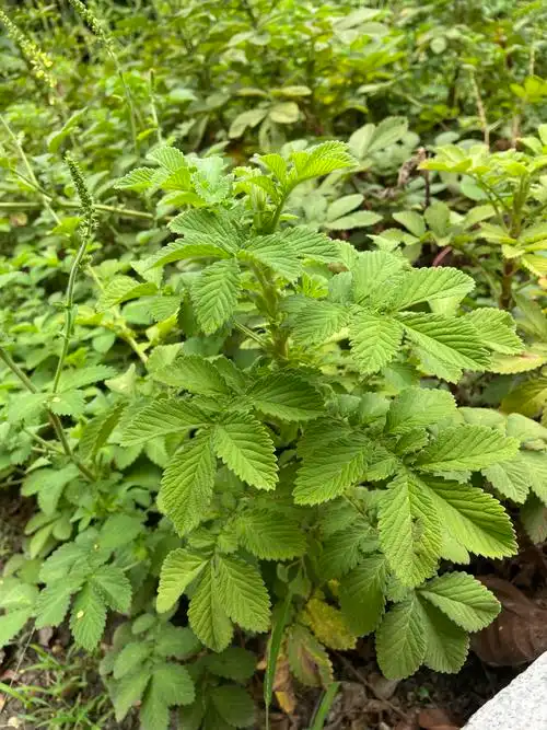 路边龙芽草抗癌小能手