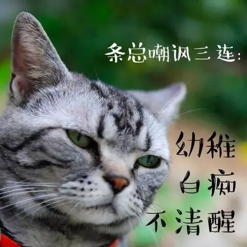 观复猫天团最不长记性的猫出现了!