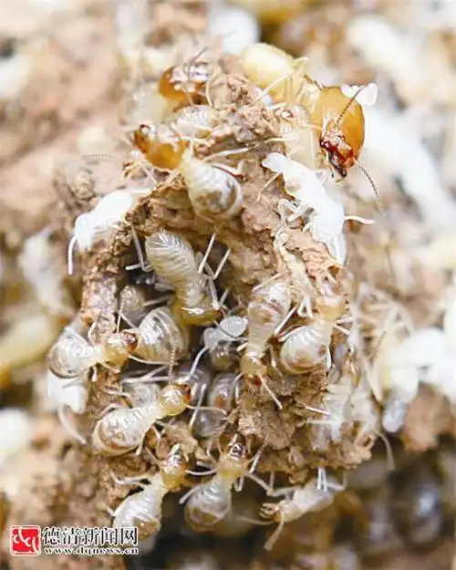 五四村竹林里挖出罕见大白蚁巢