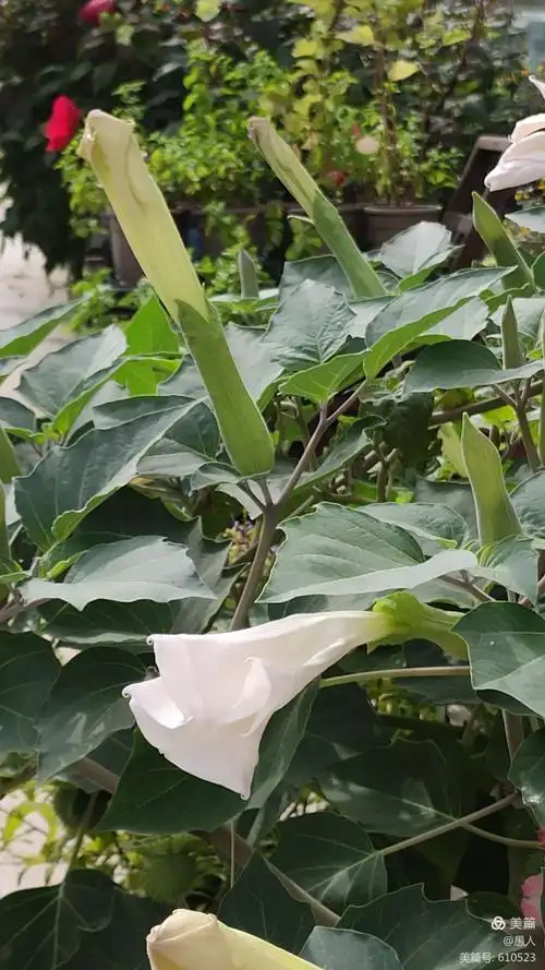 初识《曼陀罗》