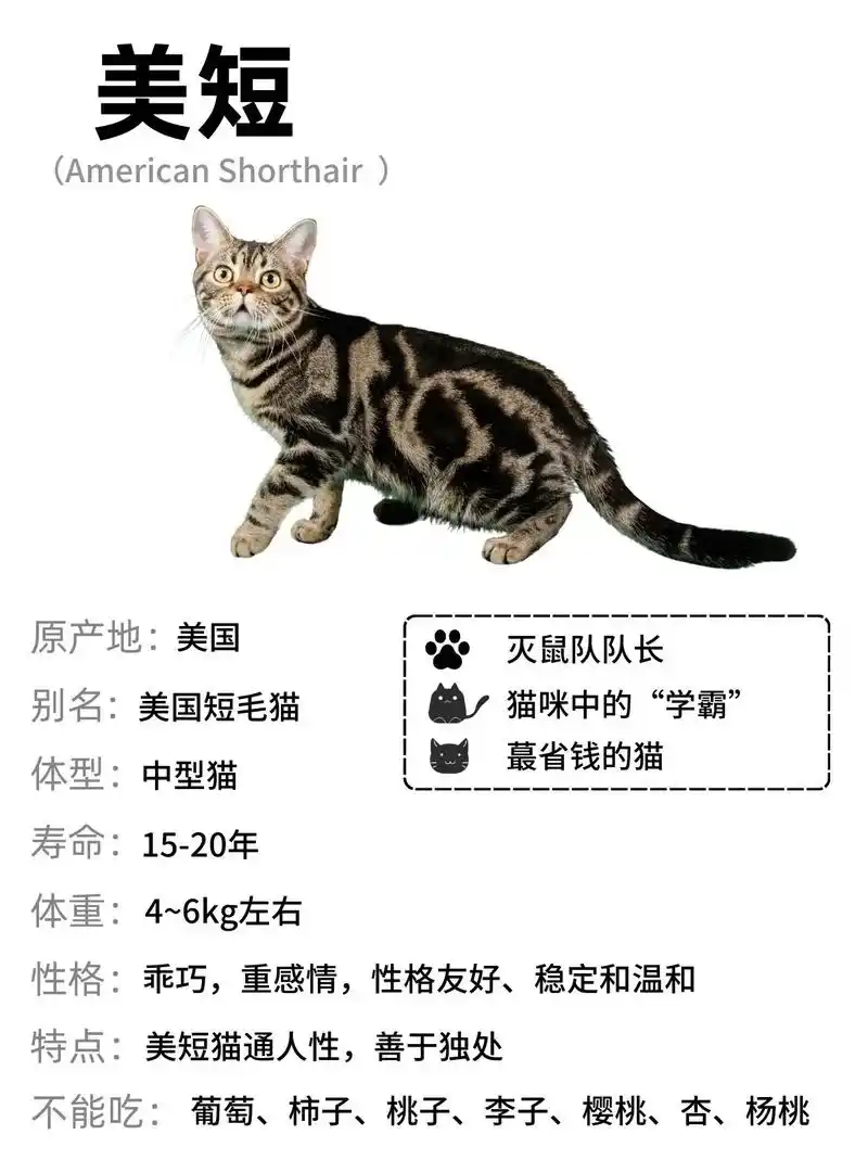 为什么美国短毛猫在逐渐退出宠物圈?