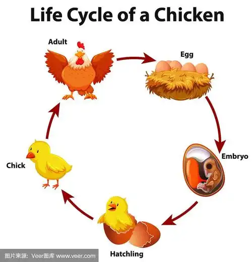 图显示鸡的生命周期