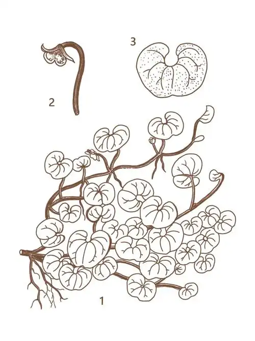 每日一味中草药 马蹄金  黄胆草 小金錢草