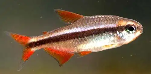 谈谈南美的红尾金线黑线型灯鱼及其他