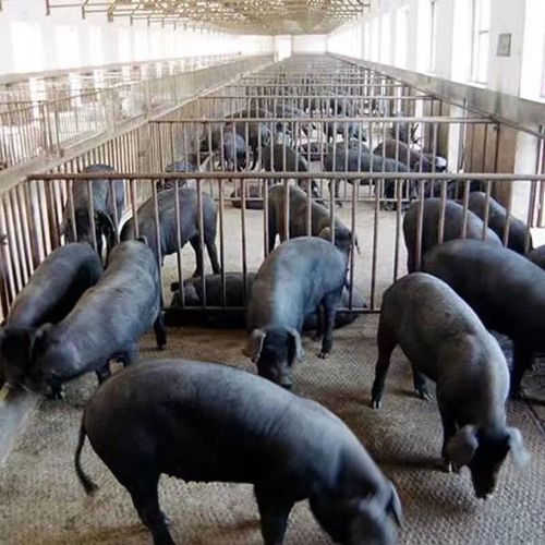 忘己正宗黑土猪黑猪苗公母小猪仔活苗活体食用猪原种幼崽猪猪土黑猪仔