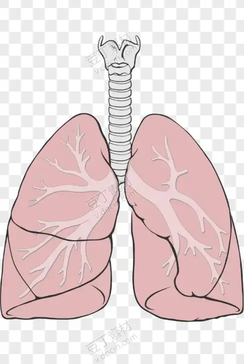 手绘肺部插画