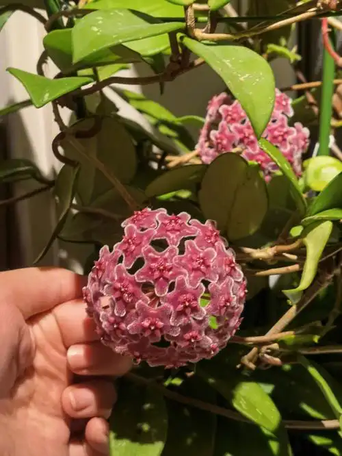 绿叶红花球兰又开花了